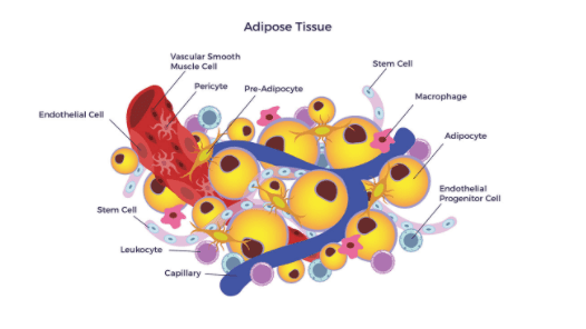 Adipose tissue in Rejuvenation and Precaution Procedures